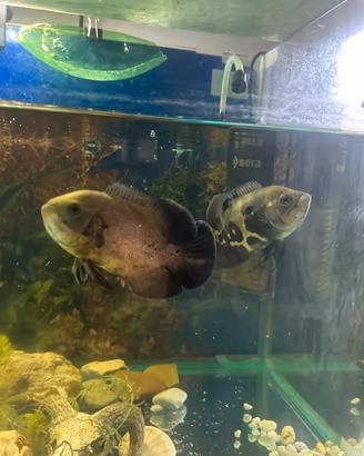 Astronotus