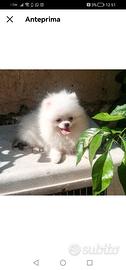 Spitz