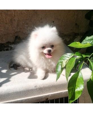 Spitz