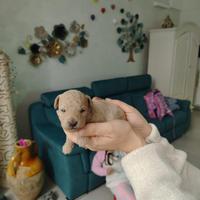 Barboncino teacup/minitoy