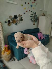 Barboncino teacup/minitoy