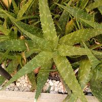 piante di aloe