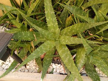 piante di aloe