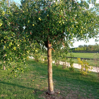 Albero di giuggiolo
