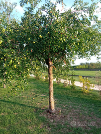 Albero di giuggiolo