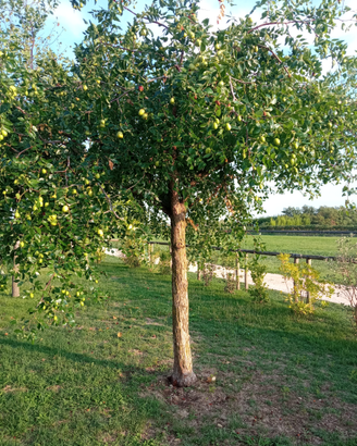 Albero di giuggiolo