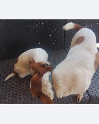 Ultima cucciola di Jack rassel a zampa corta e pel