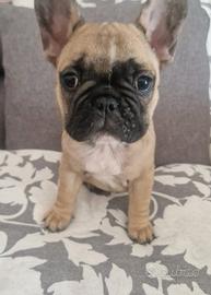 Bulldog francese