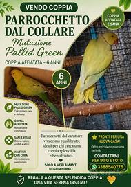 Coppia di parrocchetto dal collare Pallid Green