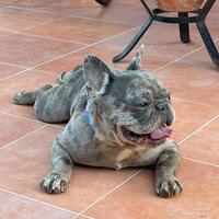 Bulldog francese maschio riproduttore