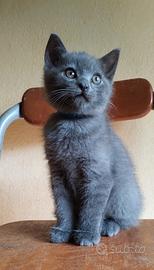 Cuccioli di gatto certosino