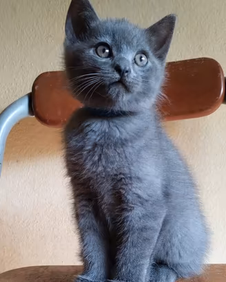 Cuccioli di gatto certosino