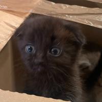 Gattino scottish fold