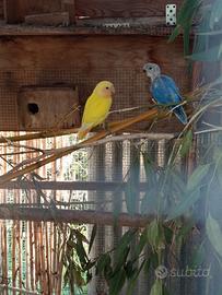 Inseparabili roseicollis