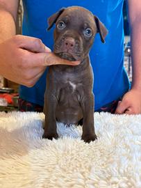 Cuccioli di Pitbull