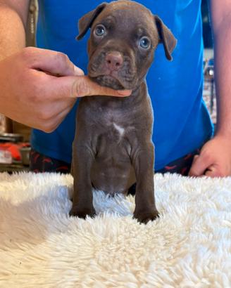 Cuccioli di Pitbull