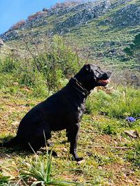 Incrocio tra corso e pitbull