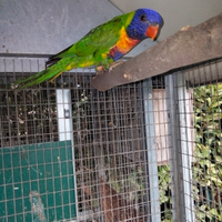 Lorichetto arcobaleno maschio non imprintato