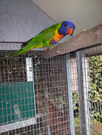 Lorichetto arcobaleno maschio non imprintato