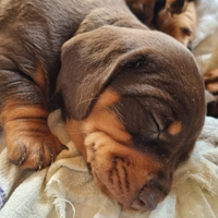 Bassotto cioccolato nano maschio