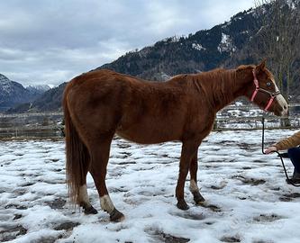 Fattrice Paint Horse
