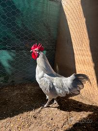 Gallo marans grigio perla