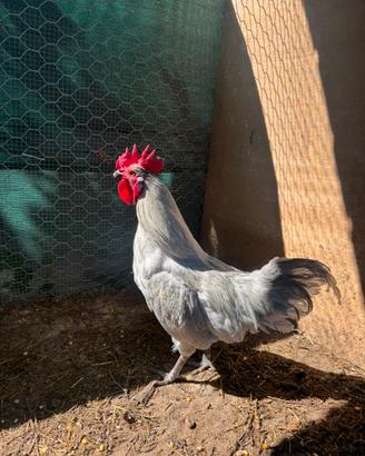 Gallo marans grigio perla