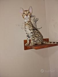 Gatto del bengala