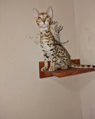 Gatto del bengala