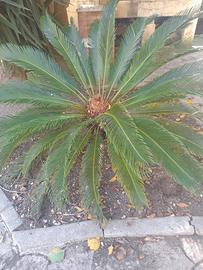 cycas