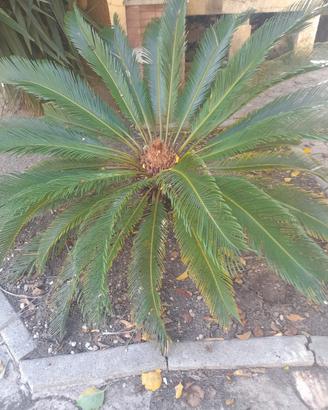 cycas