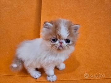 Gatto persiano ipertipico bianco e rosso maschio