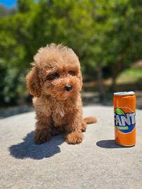 Splendida cucciola di Barboncina Femminuccia