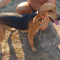 Segugia italiana a pelo raso