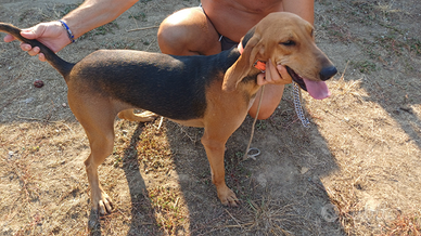 Segugia italiana a pelo raso