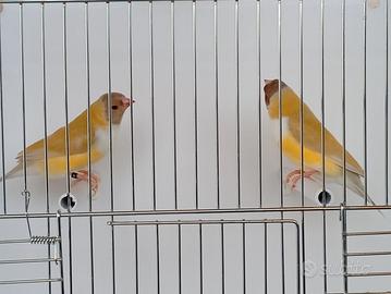 Diamante di Gould