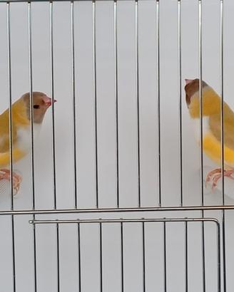 Diamante di Gould