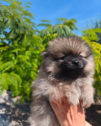 Spitz di Pomerania