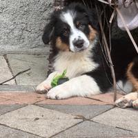 Disponibili cuccioli Australian Shephard