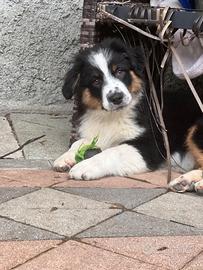 Disponibili cuccioli Australian Shephard