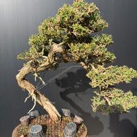 Bonsai cipresso