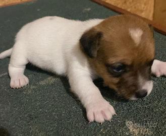 Cucciolo jack russel zampa corta pelo raso