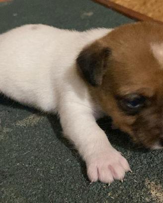 Cucciolo jack russel zampa corta pelo raso