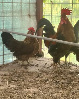 Galline nane