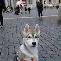 Cucciolo di Siberian Husky