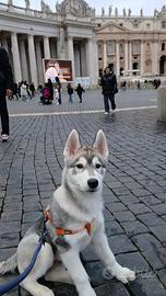 Cucciolo di Siberian Husky
