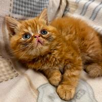 Gatto Persiano British shorthair arancione scuro