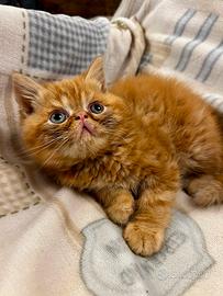 Gatto Persiano British shorthair arancione scuro