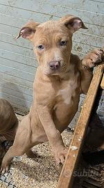 American Pitbull Terrier