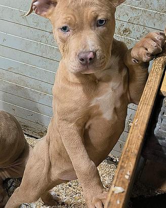 American Pitbull Terrier